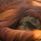 Affen Orang-Utans