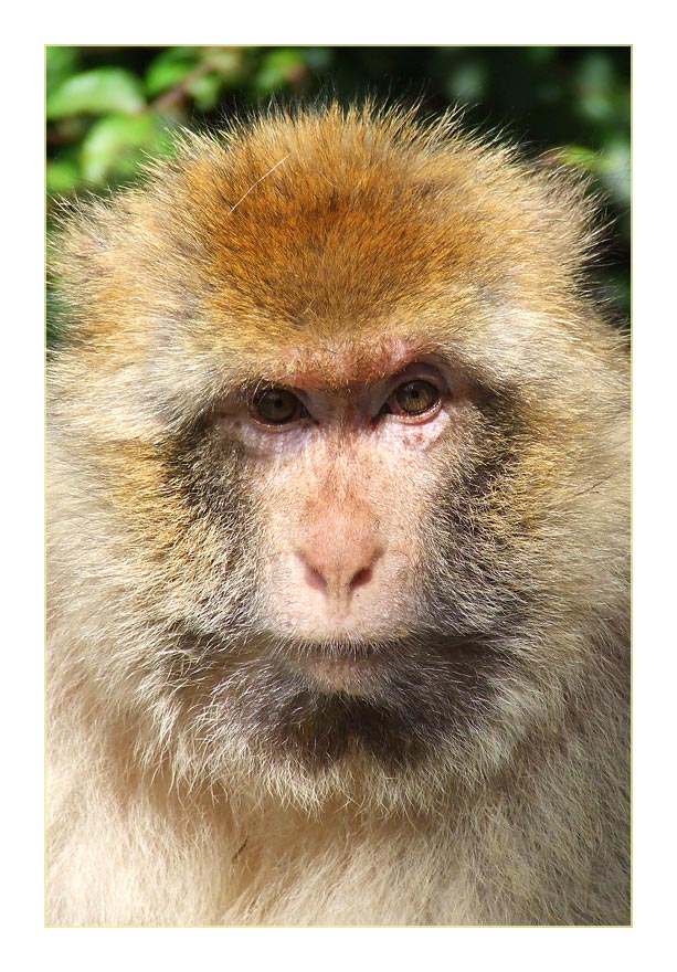 Affen Portrait
