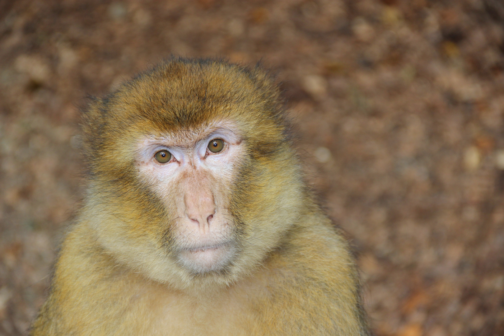 Affen Portrait