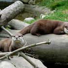 Affen- u. Vogelpark Eckenhagen (1) - Kurzkrallenotter