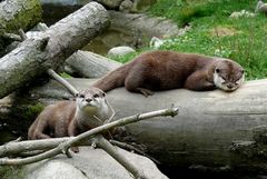 Affen- u. Vogelpark Eckenhagen (1) - Kurzkrallenotter