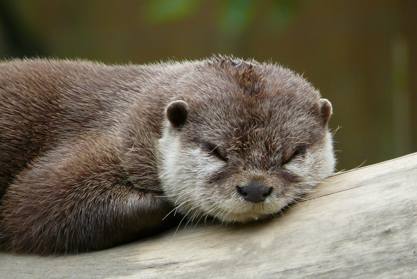 Affen- u. Vogelpark Eckenhagen (2) - Kurzkrallenotter beim Mittagsschlaf