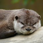 Affen- u. Vogelpark Eckenhagen (2) - Kurzkrallenotter beim Mittagsschlaf