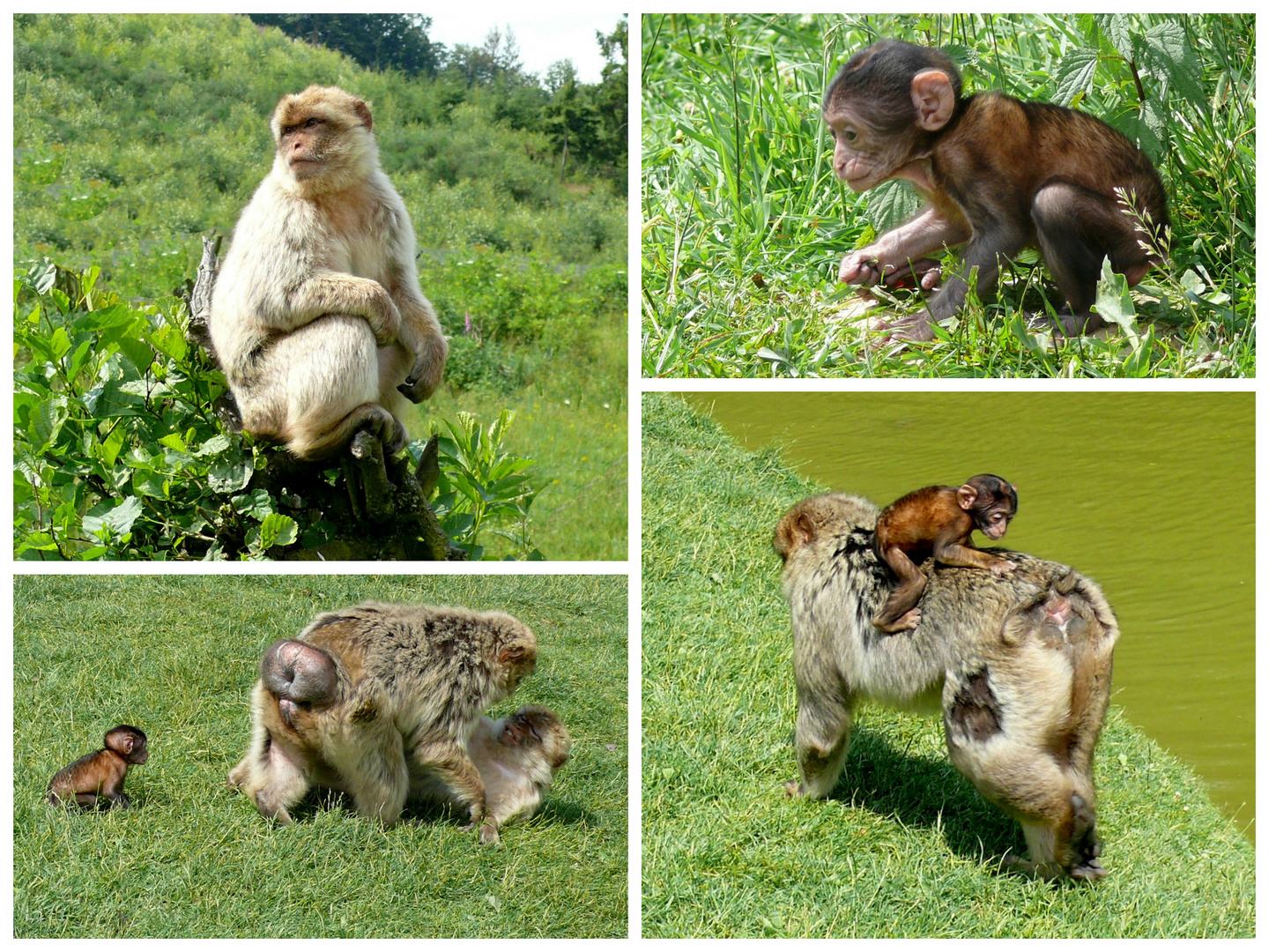 Affen- u. Vogelpark Eckenhagen (3) - Berberaffen