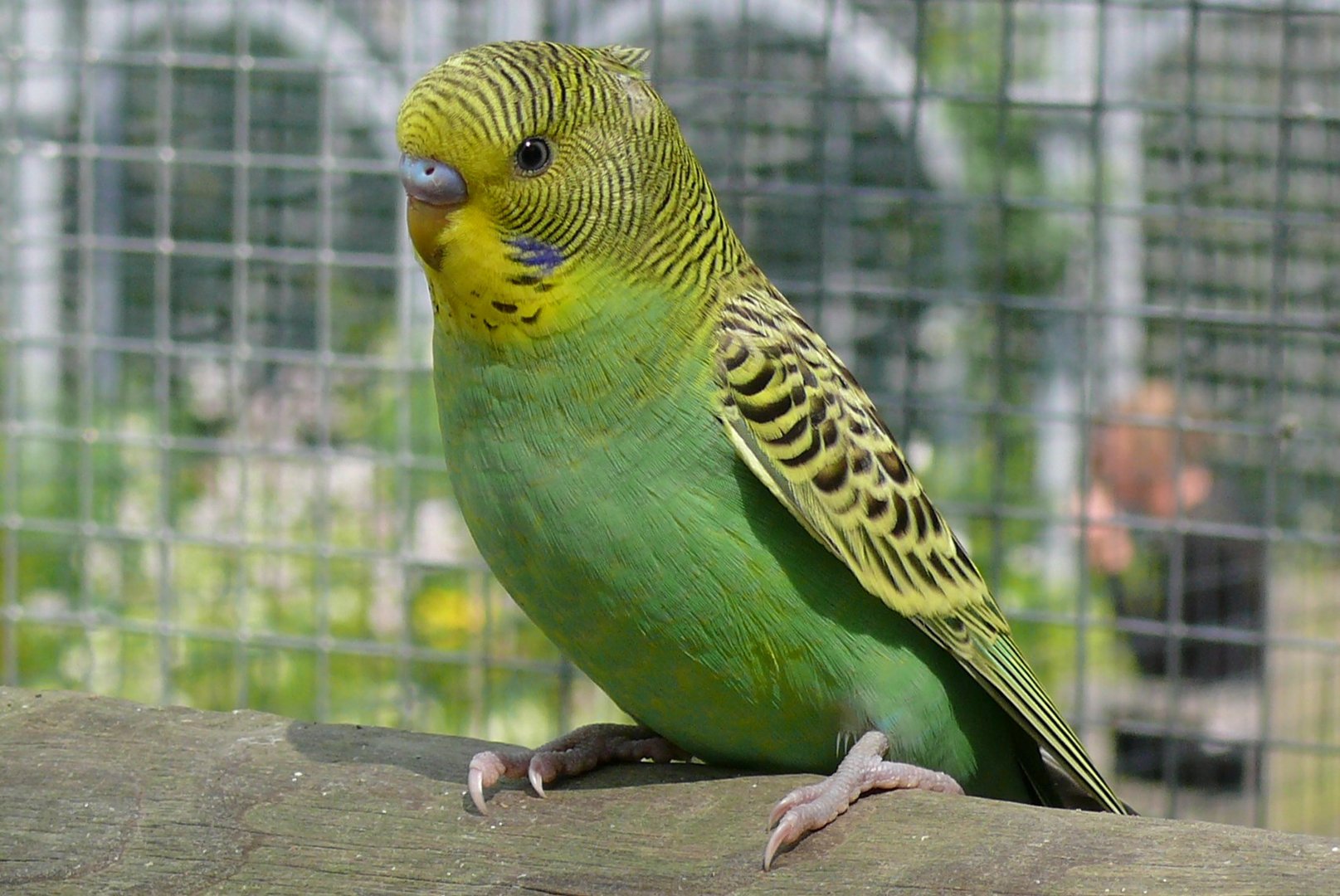 Affen- u. Vogelpark Eckenhagen (4) - Er blieb ganz ruhig vor mir sitzen