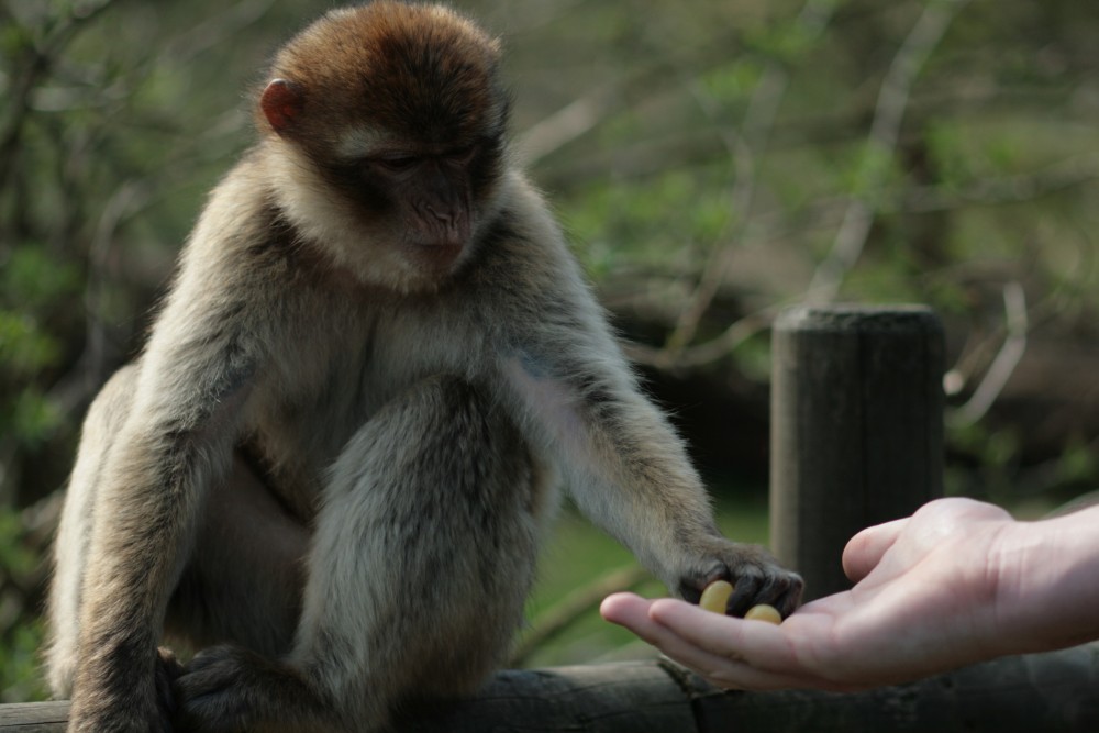 affen- und vogelpark eckenhagen