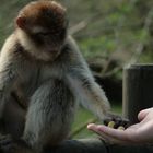 affen- und vogelpark eckenhagen