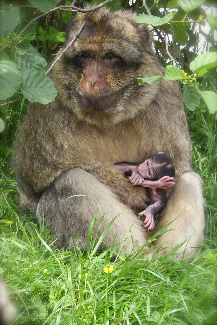 Affen & Vogelpark