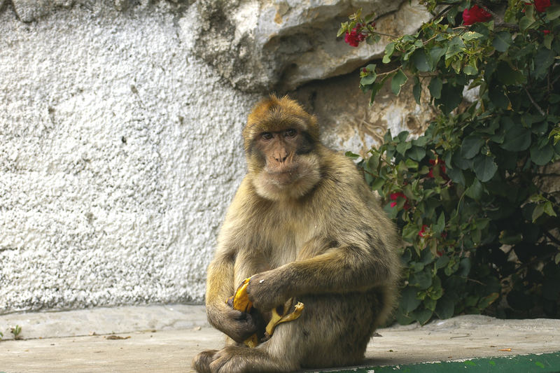 Affen von Gibraltar...Gehen die Affen gehen auch die Britten???