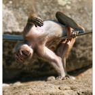 Affen-Yoga macht Spass