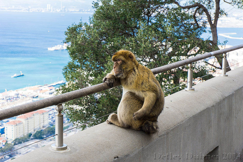 ...Affenalltag auf Gibraltar...