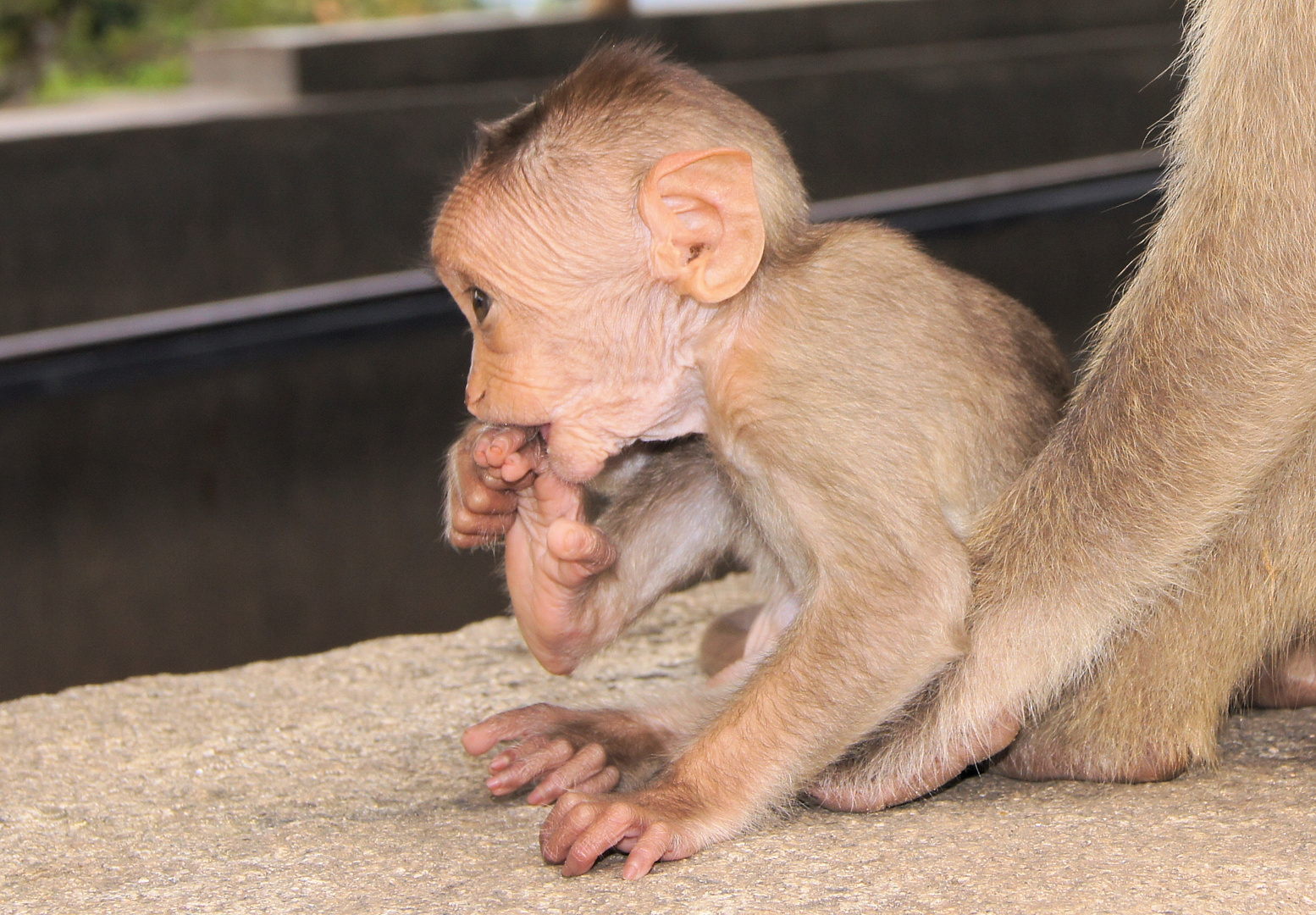 Affenbaby bei einer Tempelanlage in Indien - 02