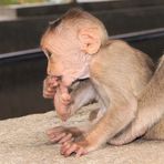 Affenbaby bei einer Tempelanlage in Indien - 02
