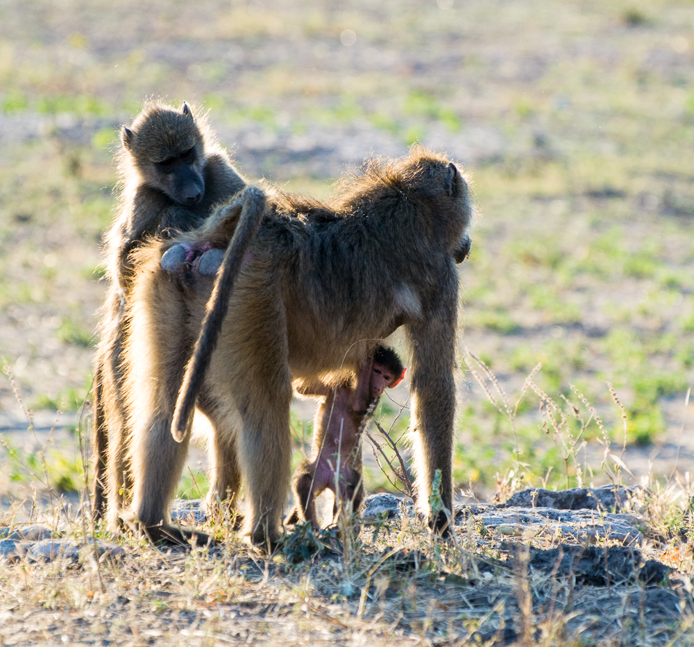 Affenbaby im Chobe Nationalpark