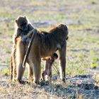 Affenbaby im Chobe Nationalpark