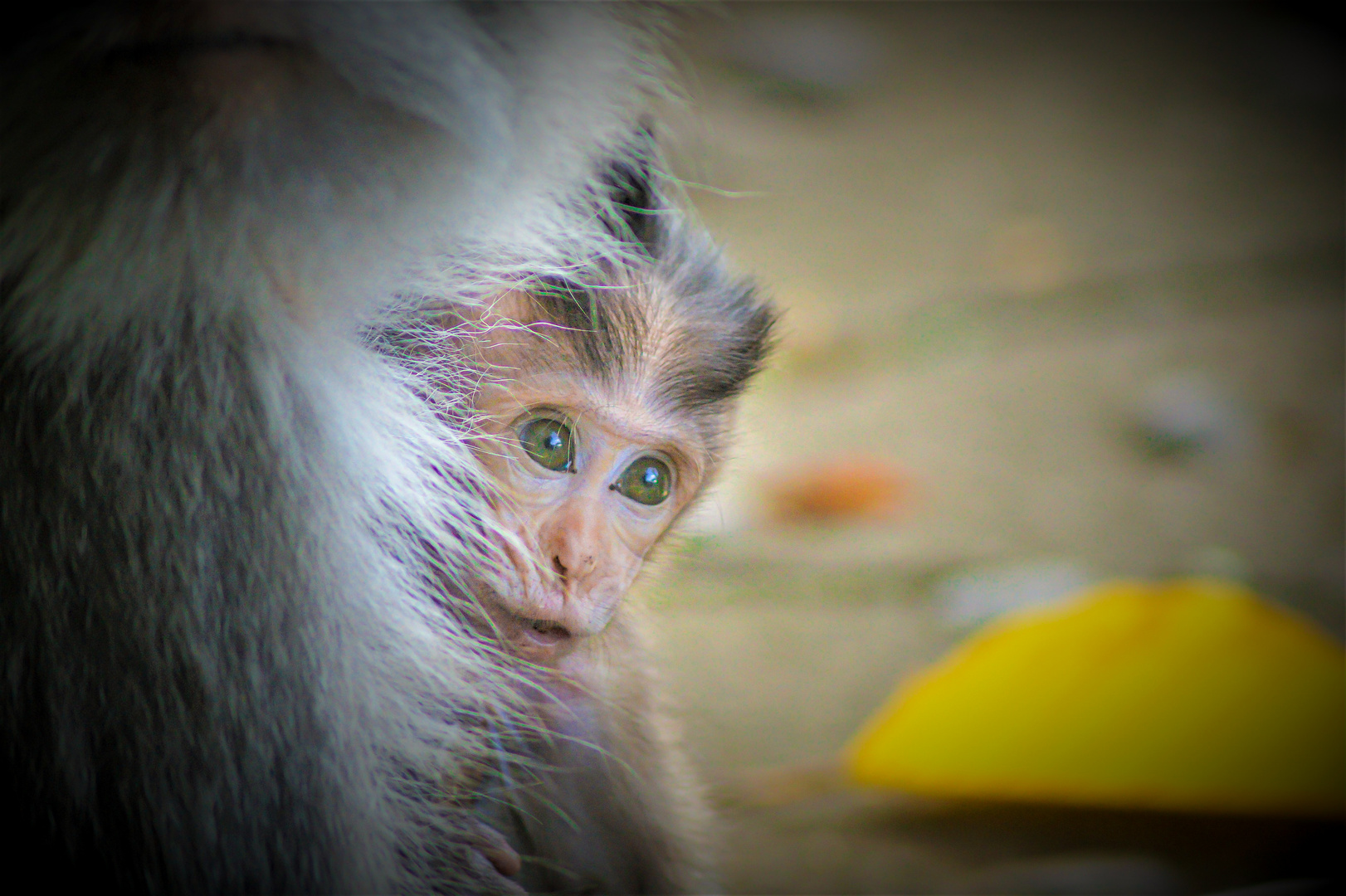 Affenbaby im Monkey Forest Ubud/Bali