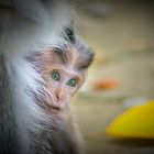 Affenbaby im Monkey Forest Ubud/Bali