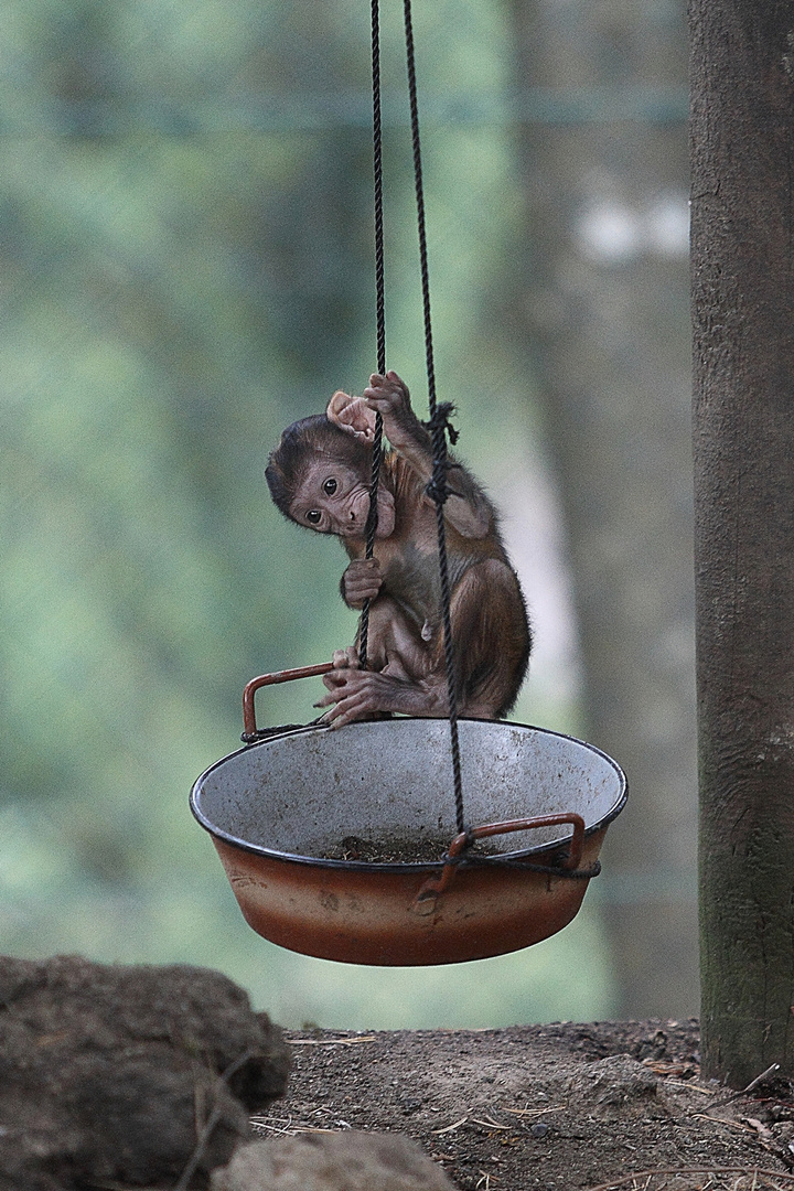 Affenbaby im Tierpark Altenfelden