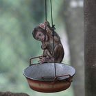 Affenbaby im Tierpark Altenfelden