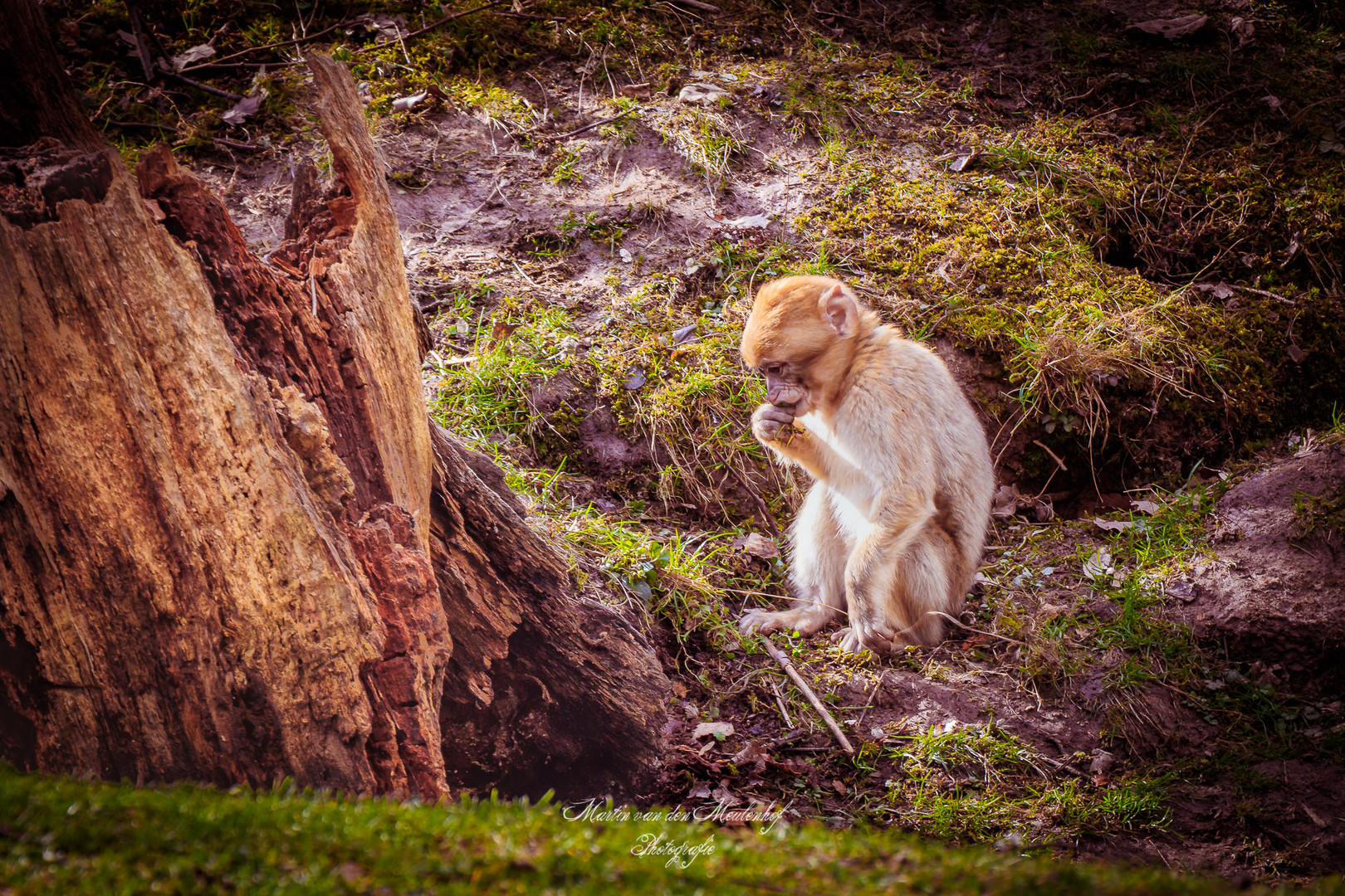 Affenbaby im Waldzoo