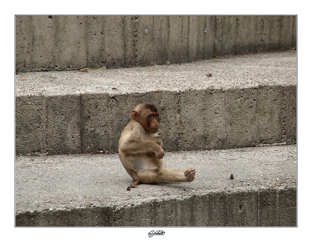 -Affenbaby im Zoo Osnabrück-