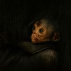 Affenbaby spielt verstecken in Mamas Fell