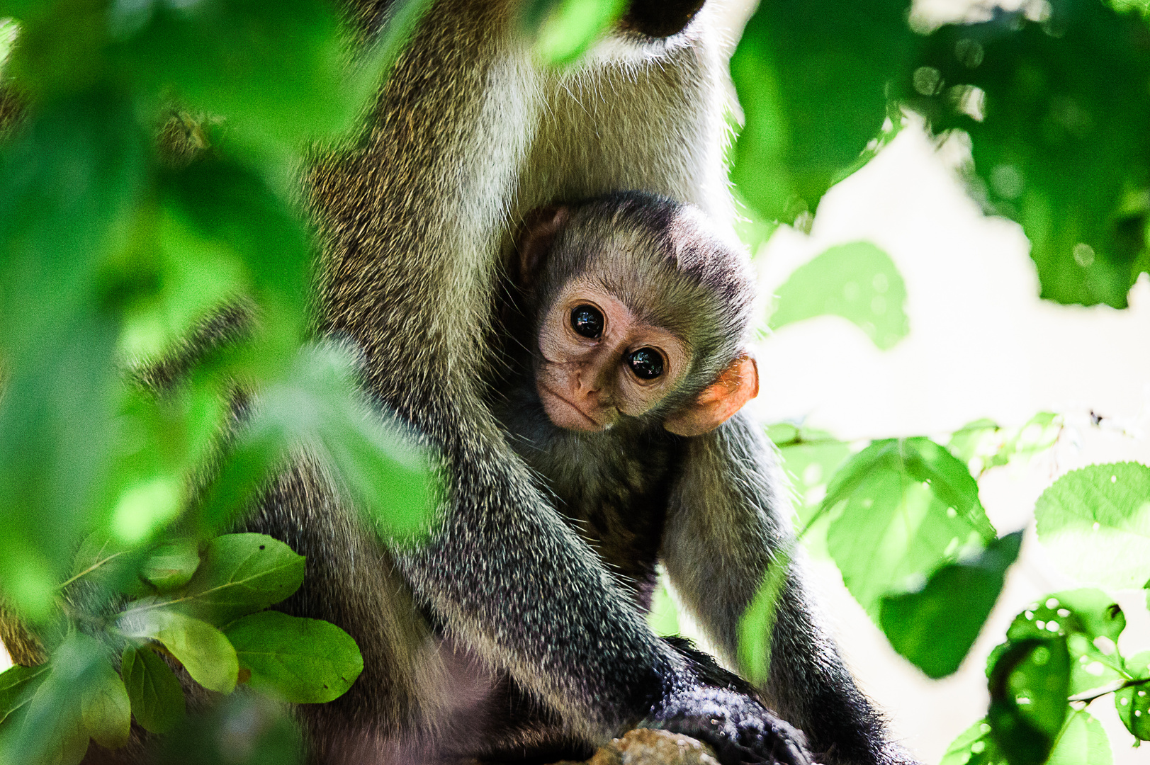 Affenbaby (Vervet Monkey), Tsavo West