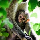 Affenbaby (Vervet Monkey), Tsavo West