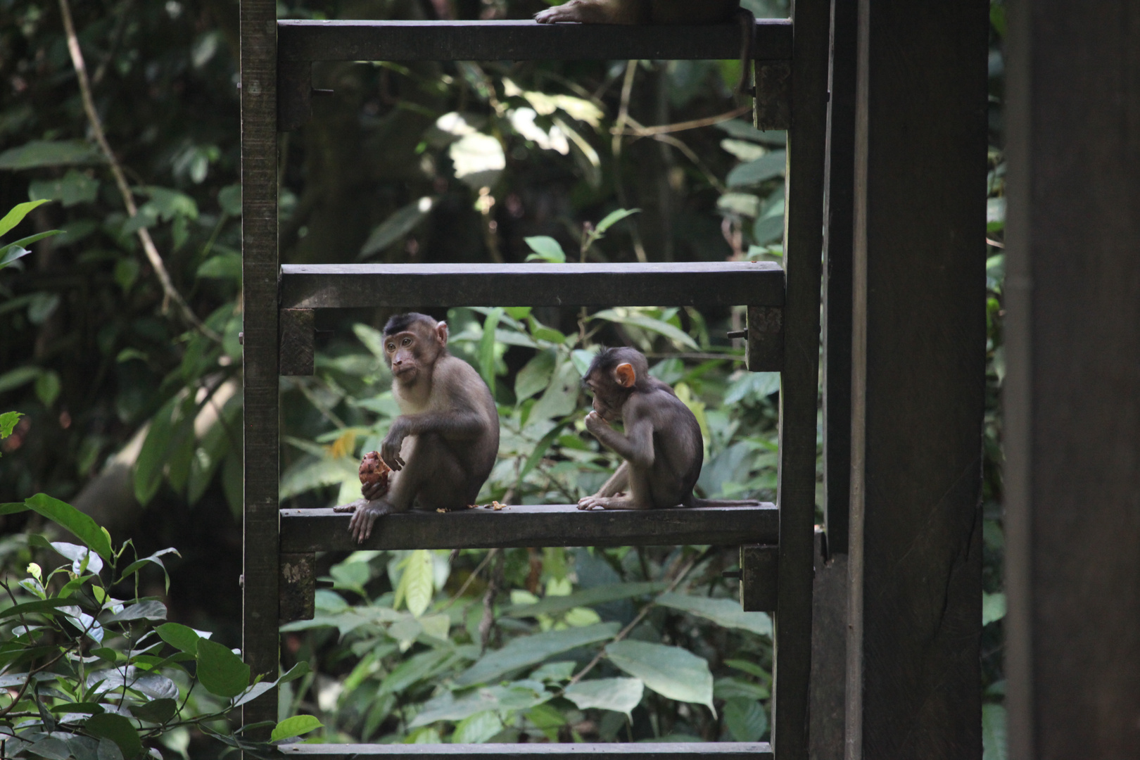 Affenbabys auf Borneo