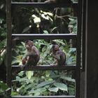 Affenbabys auf Borneo