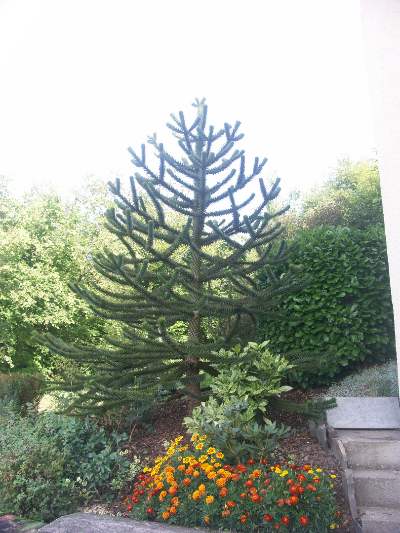 AFFENBAUM