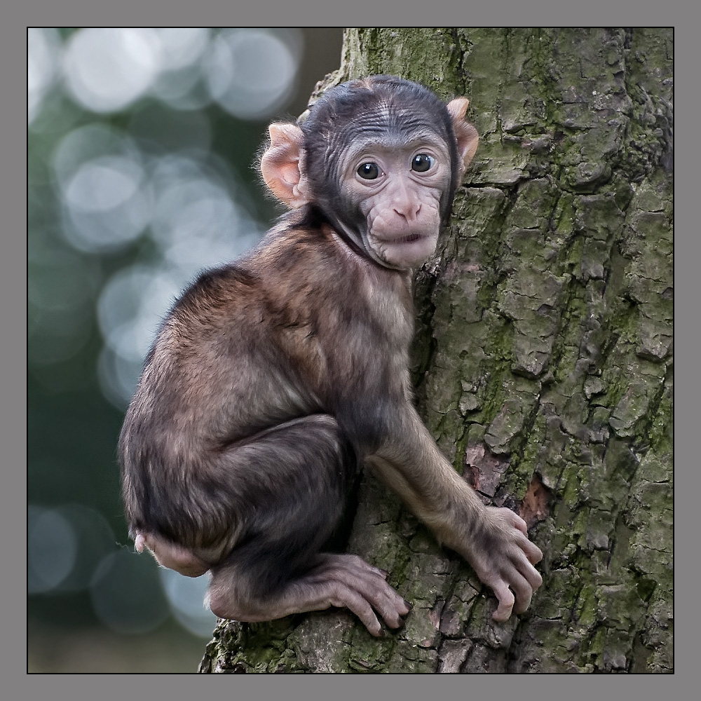 Affenbaum von fotogusto 