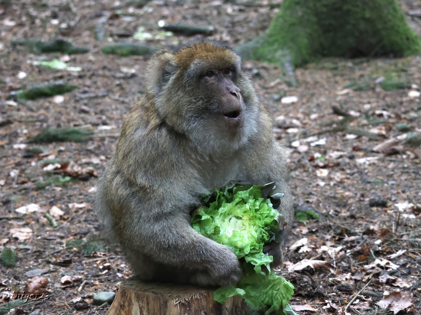 Affenberg - Guten Appetit!