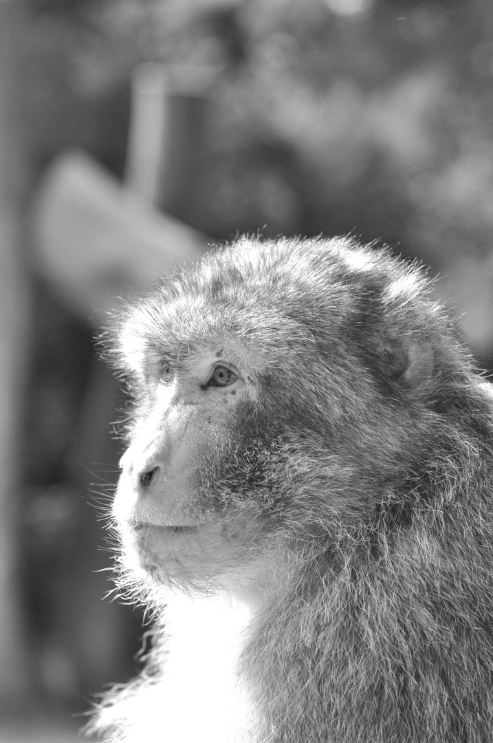 Affenberg Kintzheim - Montage des Singes