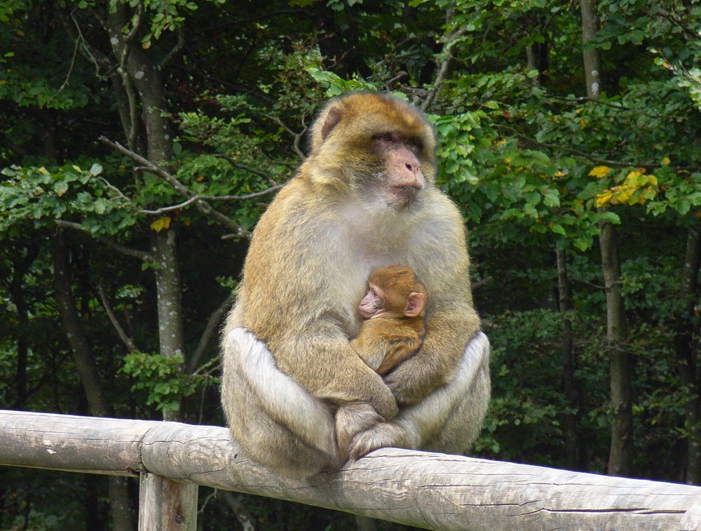 Affenberg Salem - Affe mit Baby