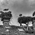 Affenberg Salem Mendlishausen (Bodensee)