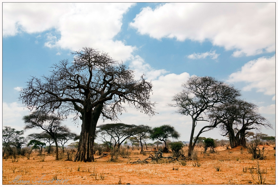 Affenbrotbäume in Tarangire