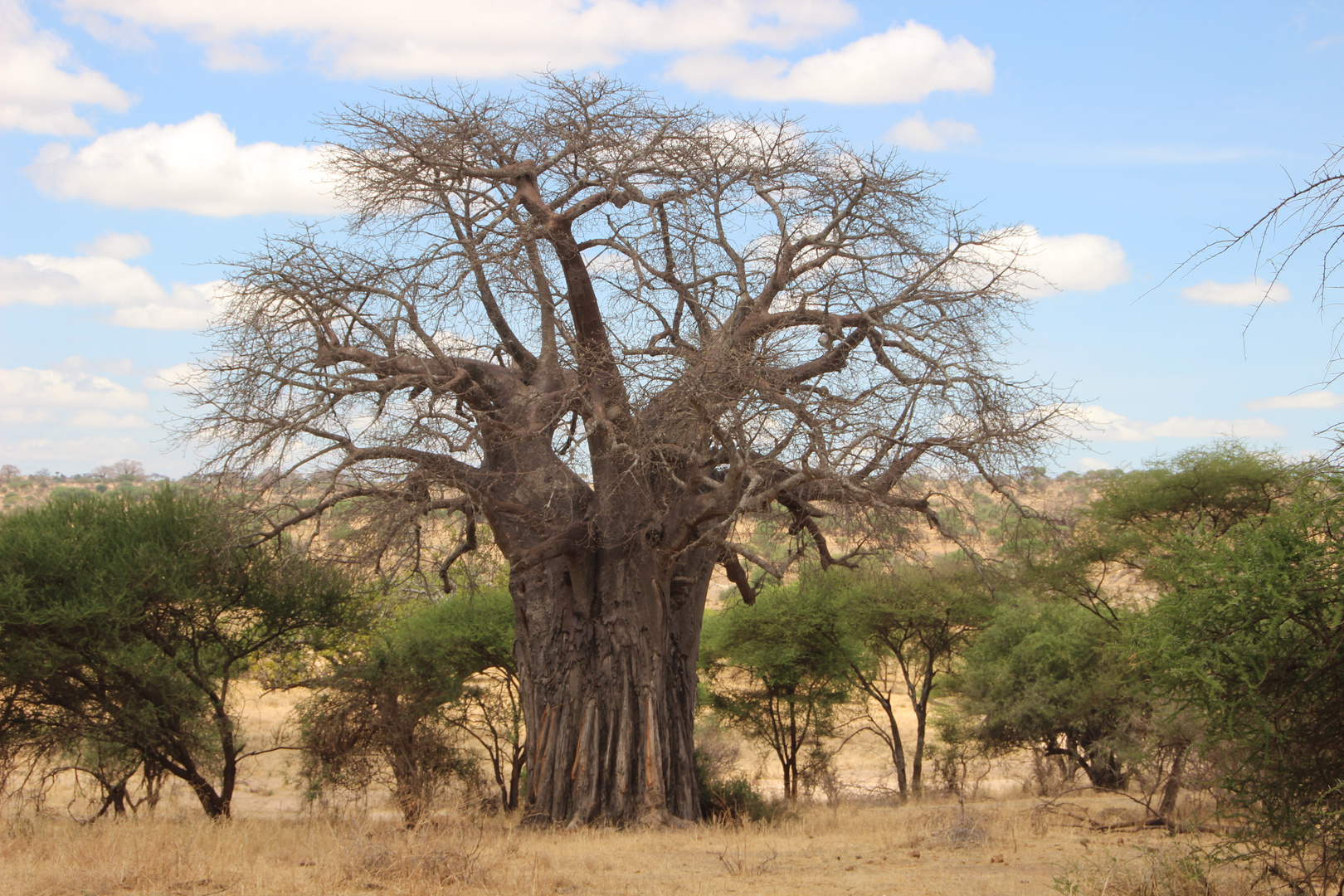 Affenbrotbaum  -  Baobab