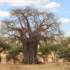 Affenbrotbaum  -  Baobab