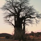 Affenbrotbaum im Abendlicht