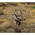 Affenbrotbaum • Manyara National Park