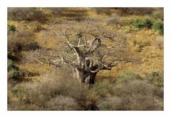 Affenbrotbaum • Manyara National Park