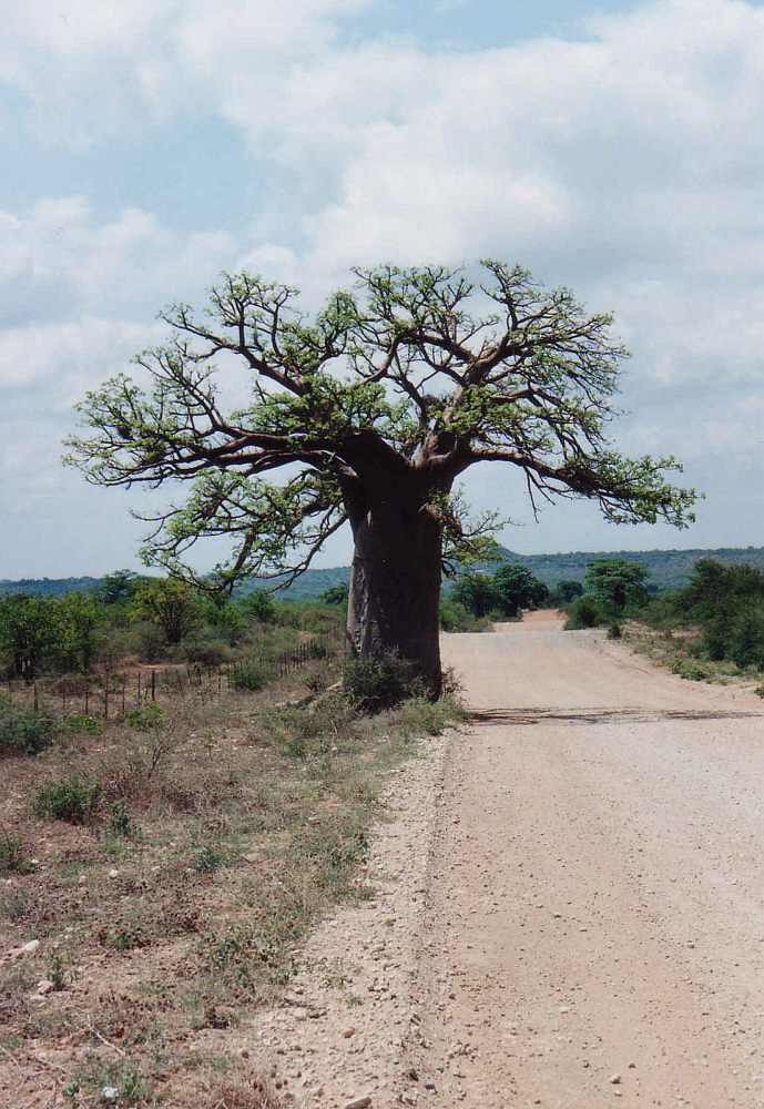 Affenbrotbaum - Südafrika