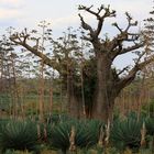 Affenbrotbaum und Sisal-Pflanzen