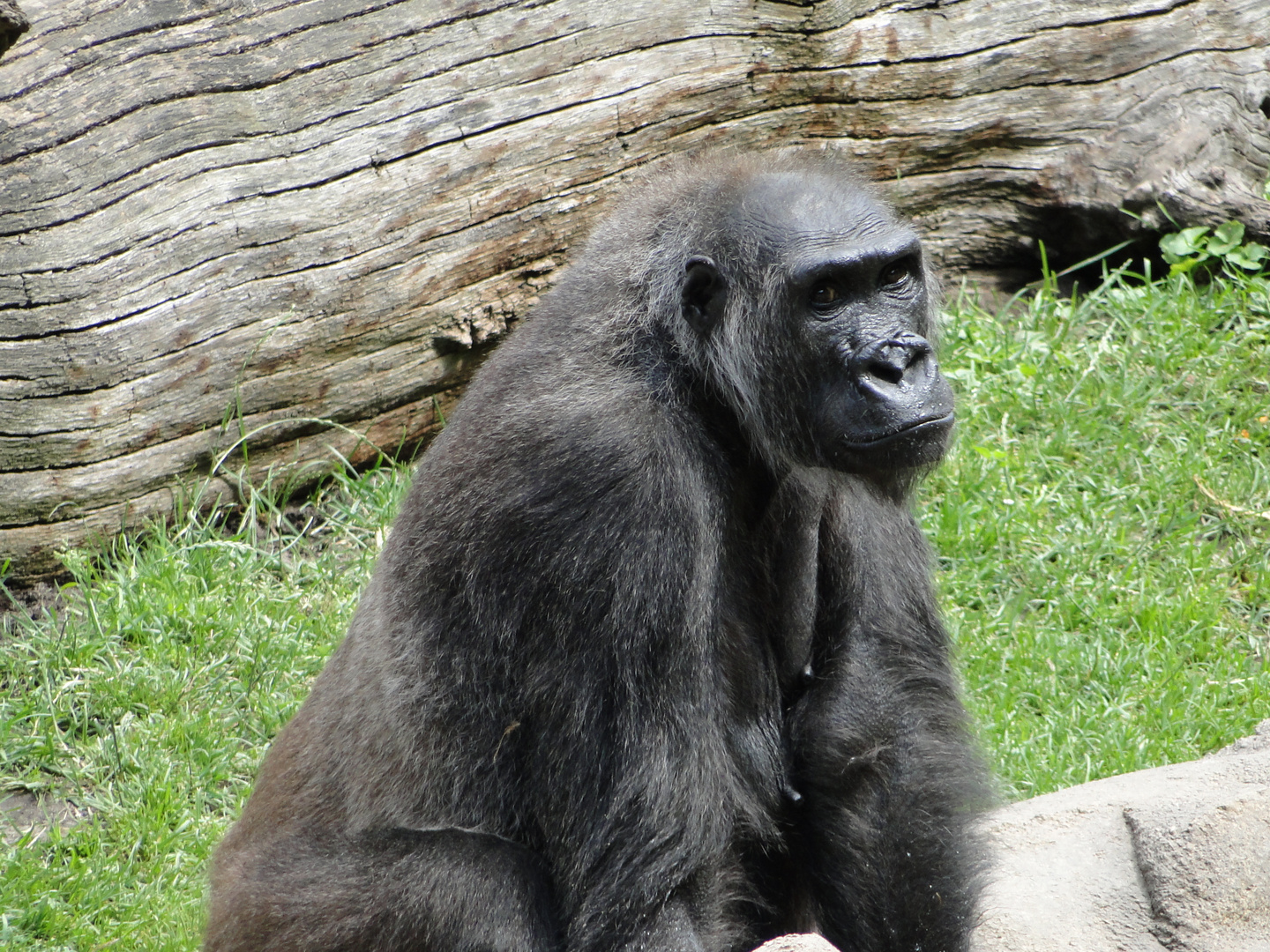 Affendame im Zoo Hannover