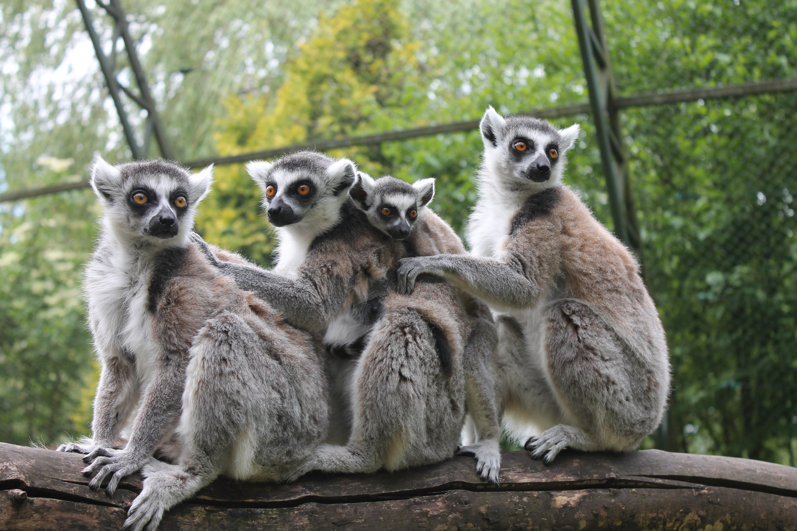 Affenfamilie Foto & Bild  tiere, zoo, wildpark & falknerei, säugetiere  Bilder auf fotocommunity