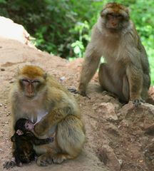 Affenfamilie an den Wasserfällen von Ouzoud