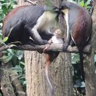 Affenfamilie im Leipziger Zoo 