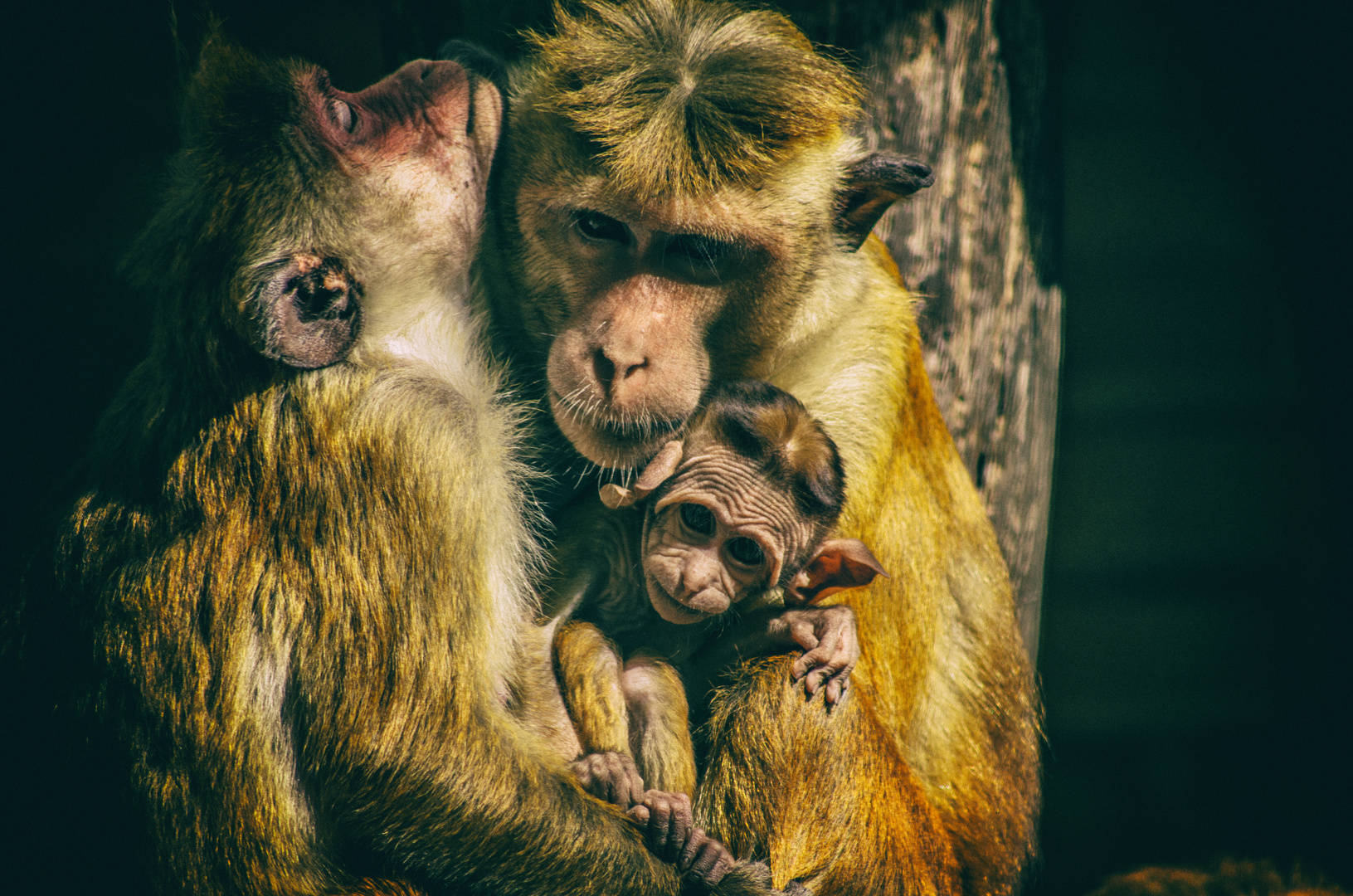 Affenfamilie im Zoo