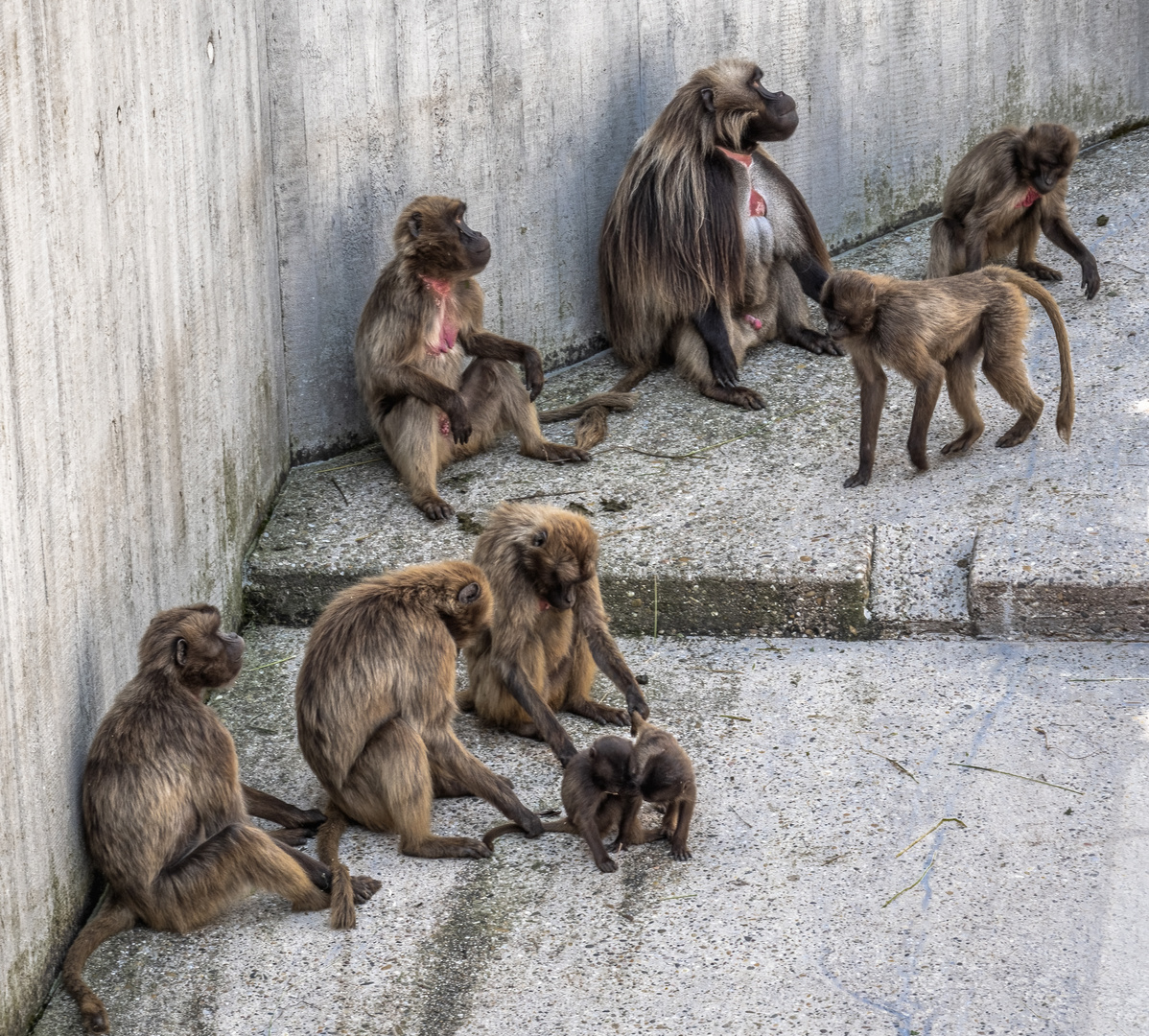 Affenfamilie in Beton